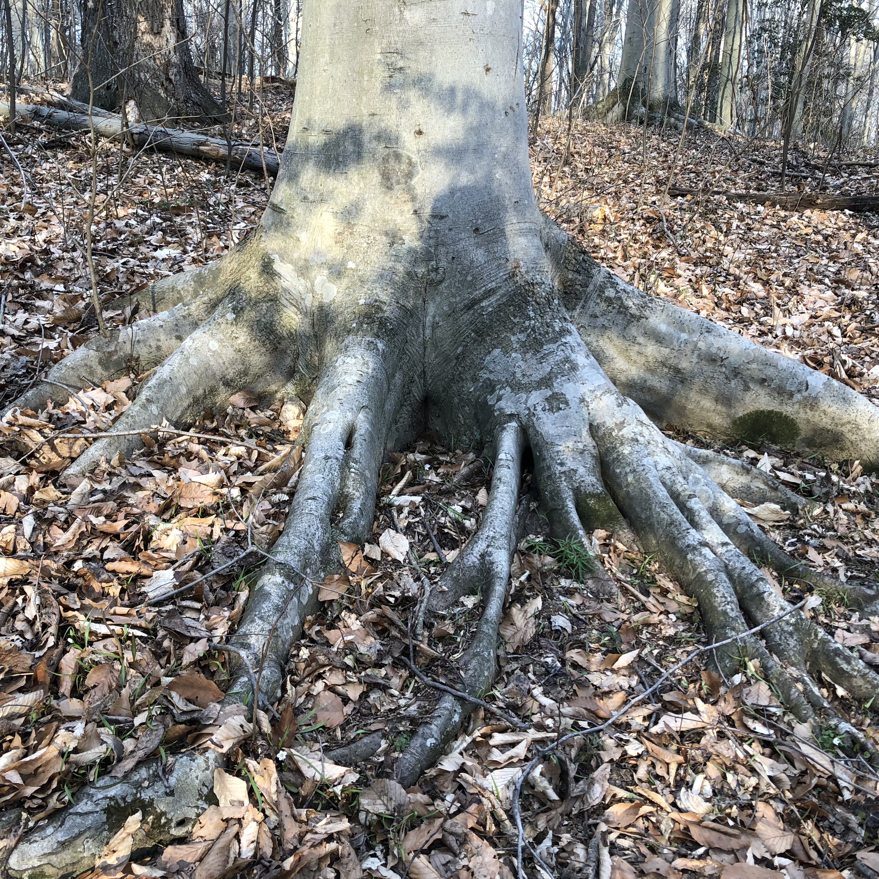 Functions & Types of Roots VIc's Tree Service Roots 101