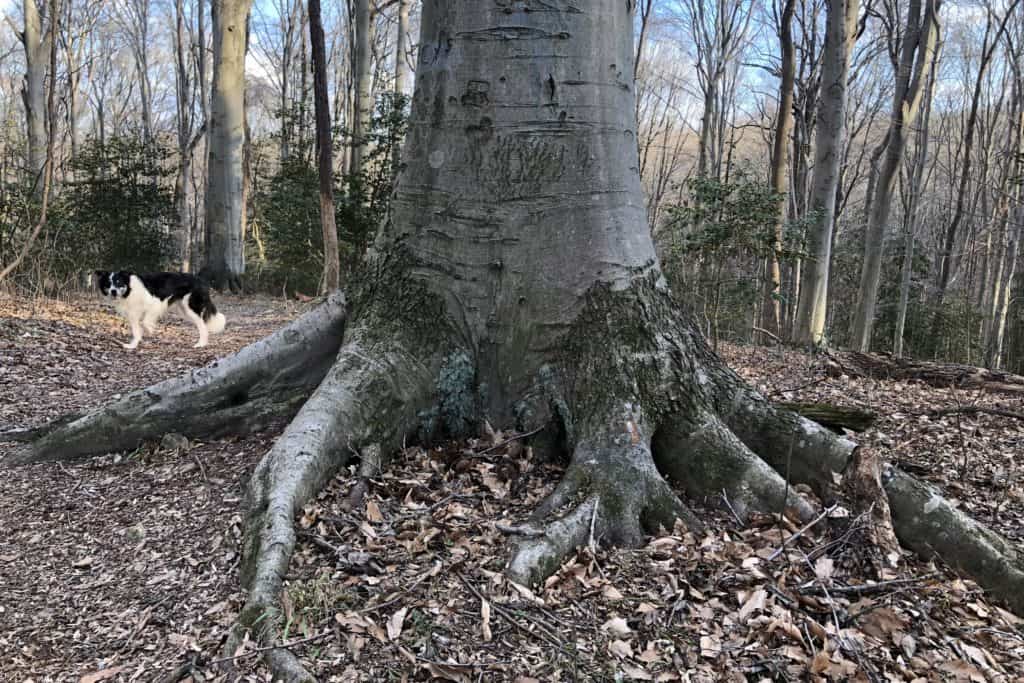 Roots 101 Tree Root Systems