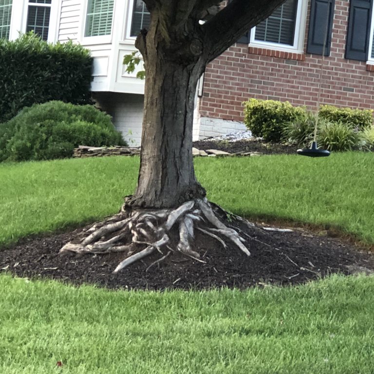 tree root systems Vic's Tree Service roots 101