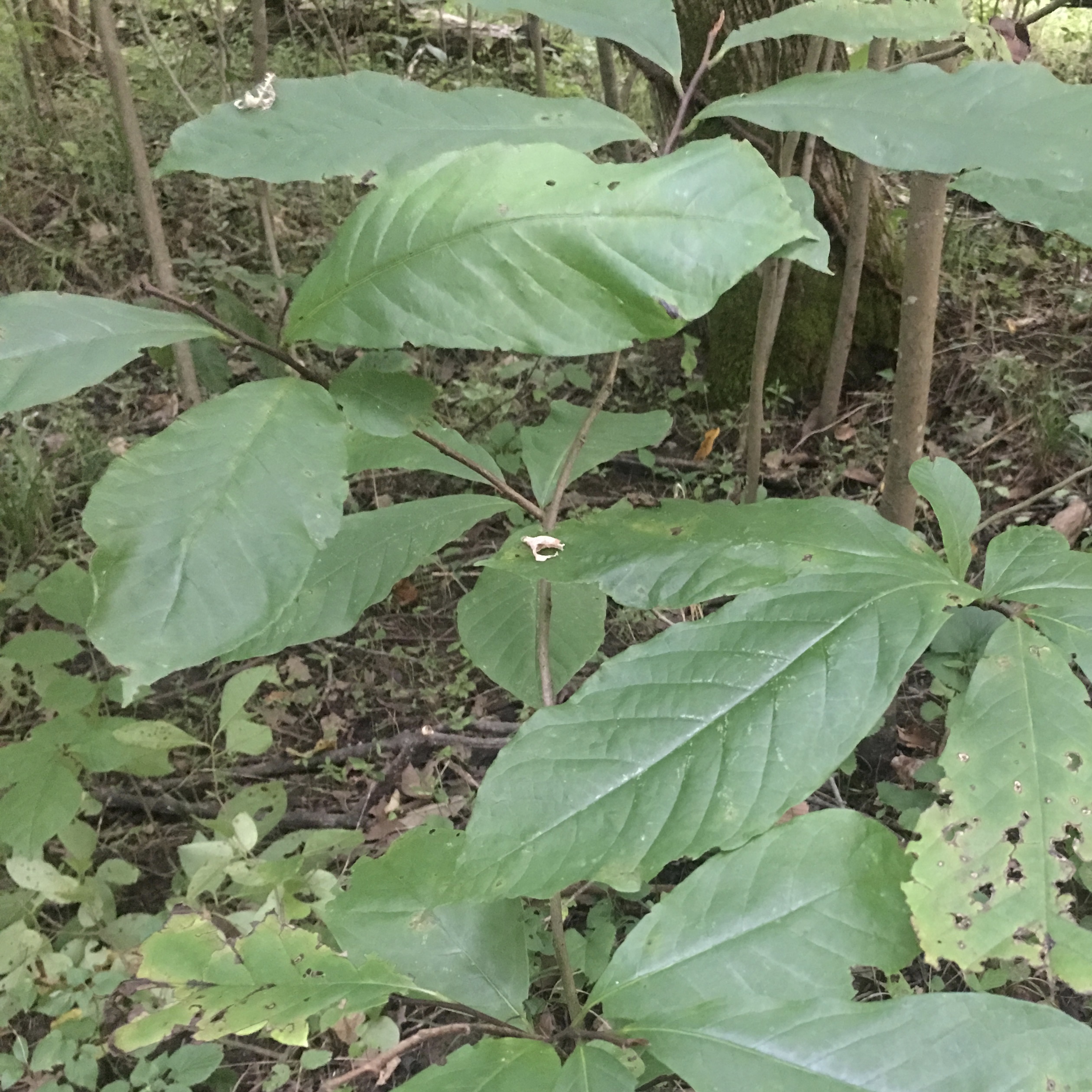 Paw Paw Tree Another Forest Fruit