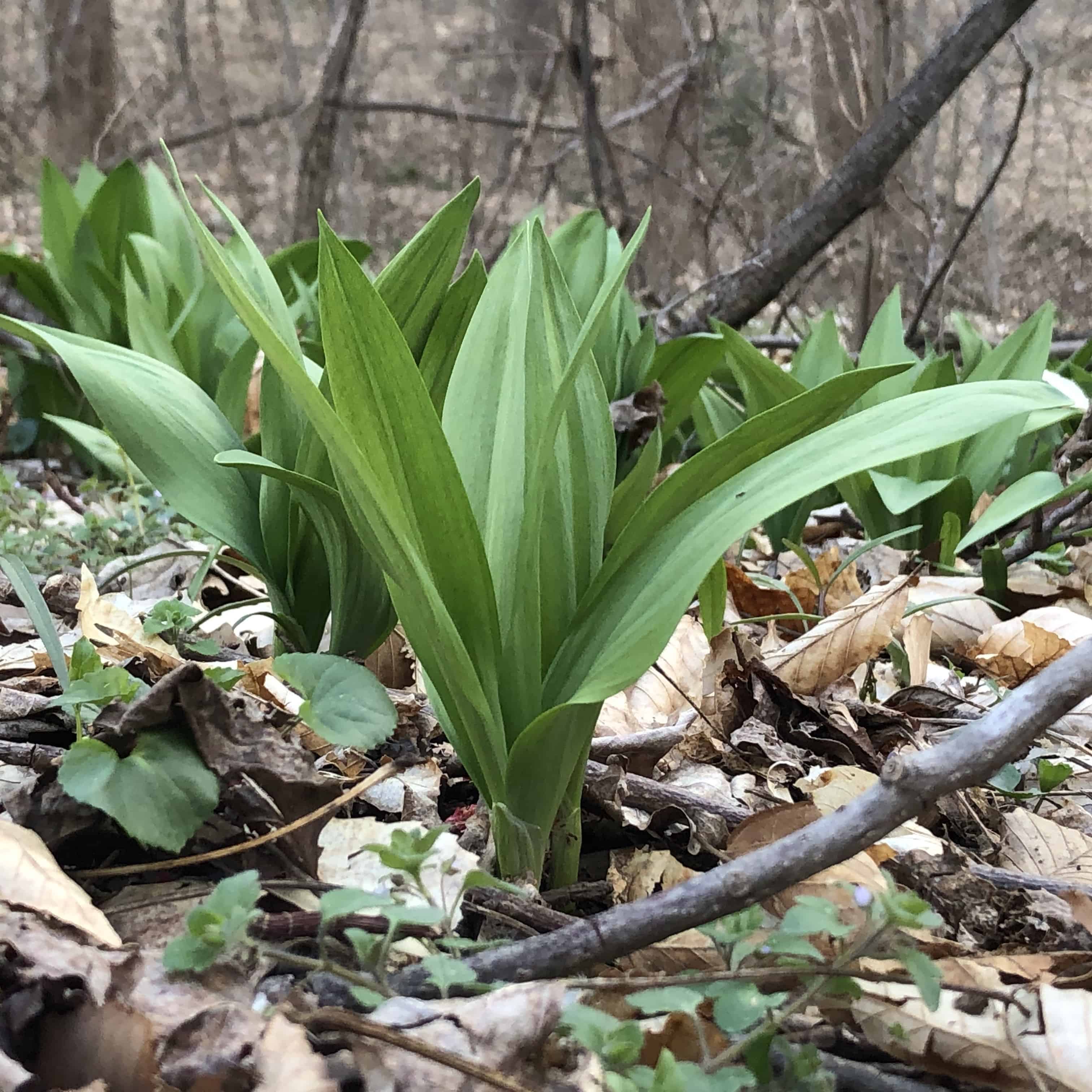 Ramps Wild Gourmet Edibles