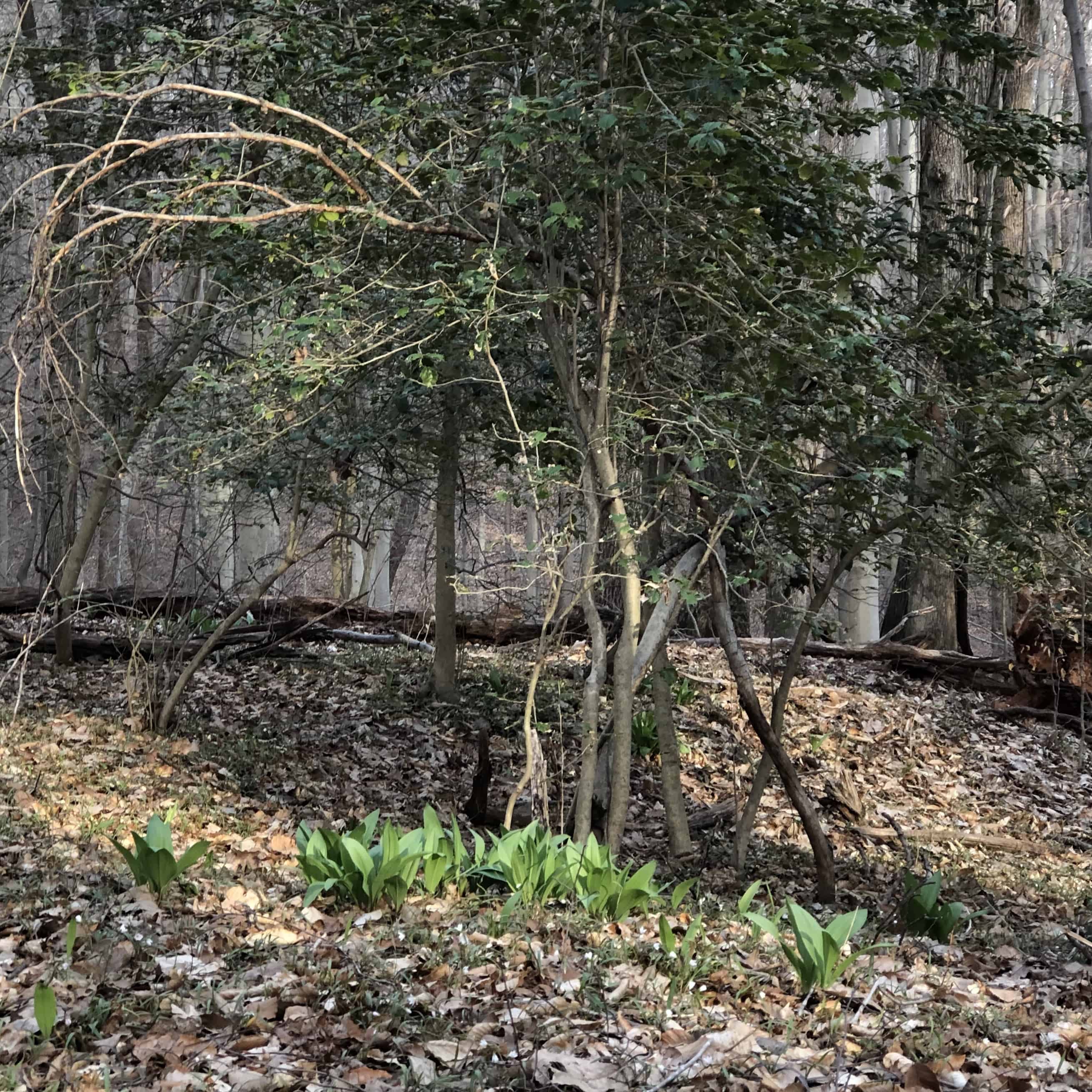 Ramps Wild Gourmet Edibles