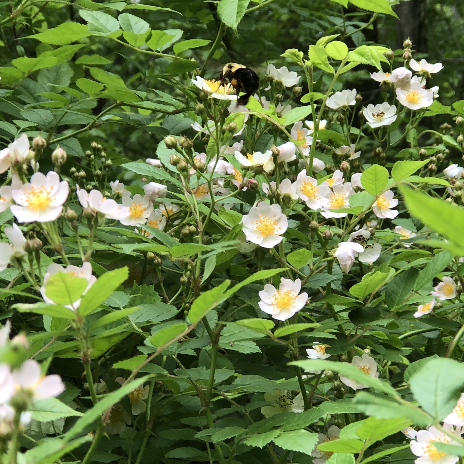 Bramble Bushes Vic's Tree Service