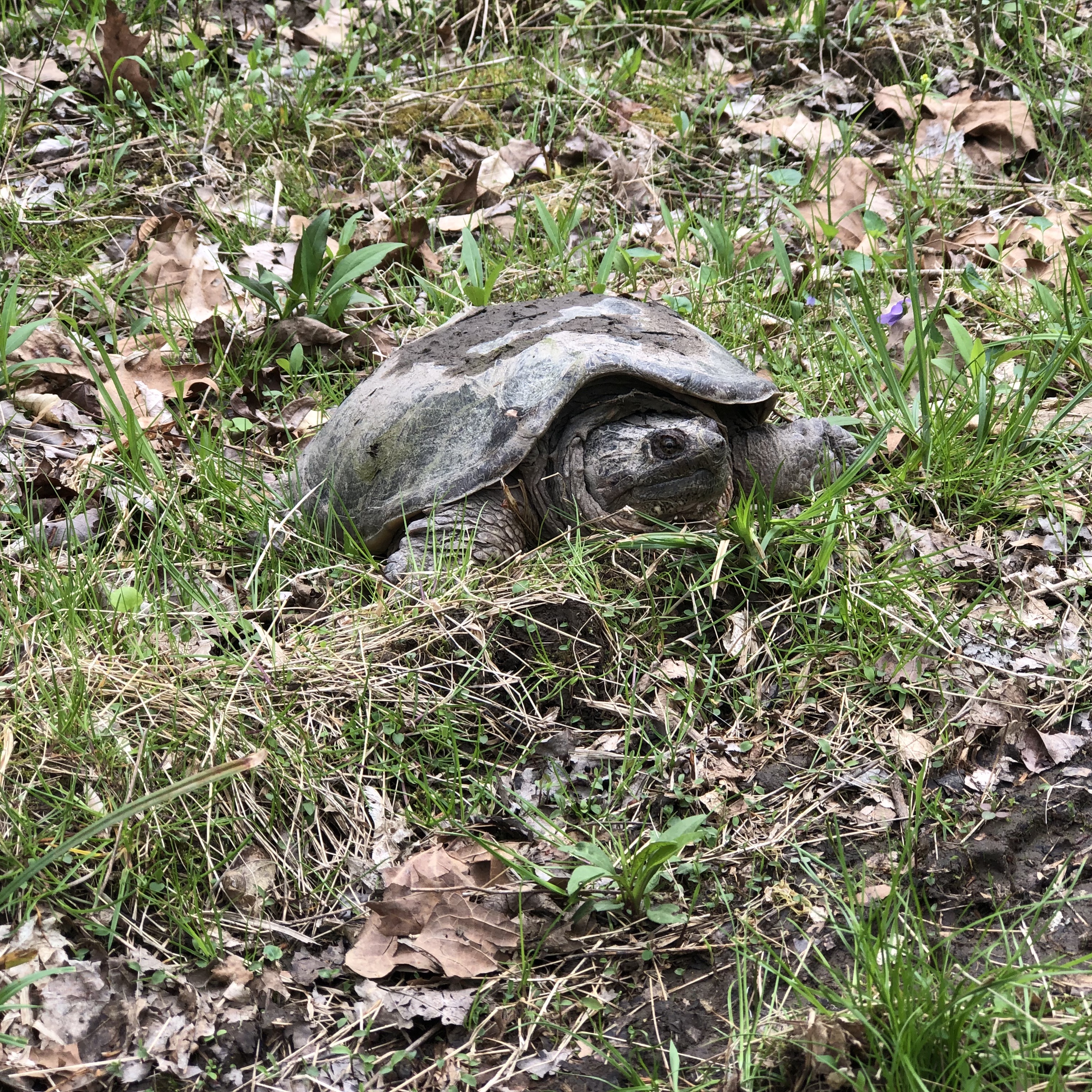 Common Snapping Turtle Wildlife Chelydra s. Serpentine