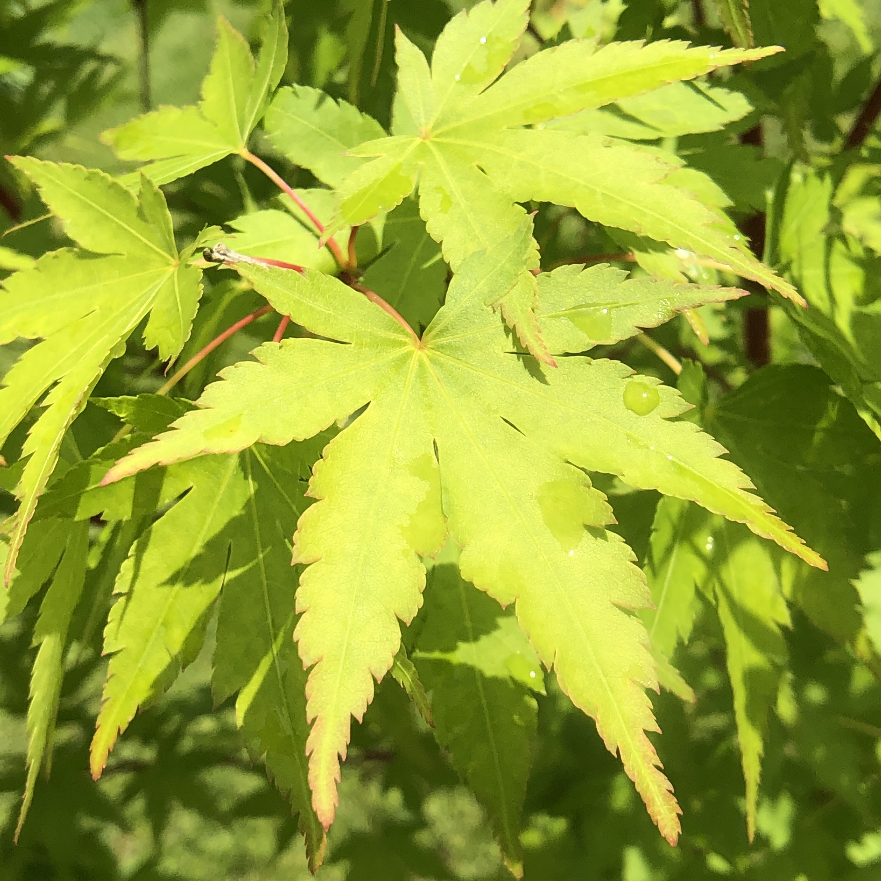 Japanese Maple Acer palmatum Types of Trees