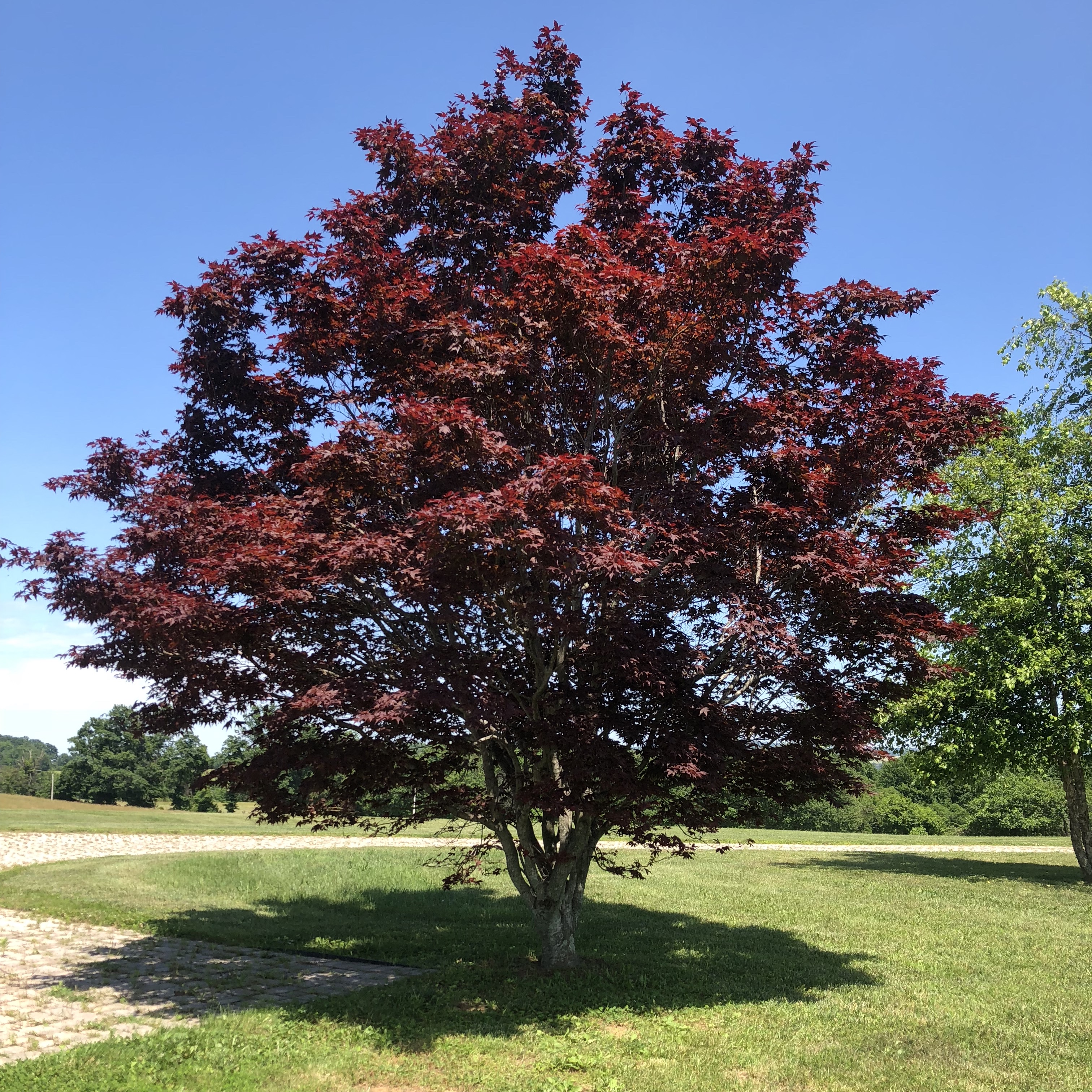 Japanese Maple Acer palmatum Types of Trees
