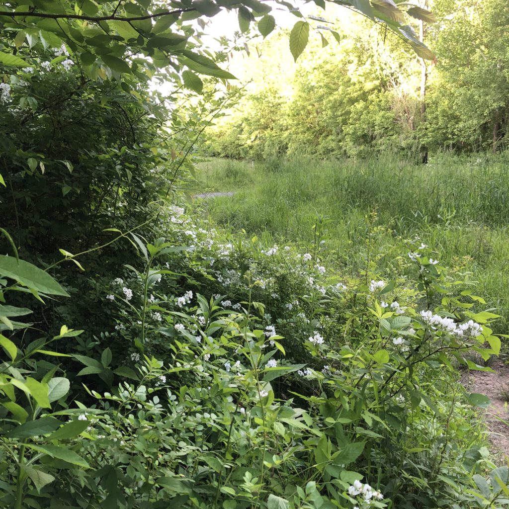 Bramble Bushes Vic's Tree Service