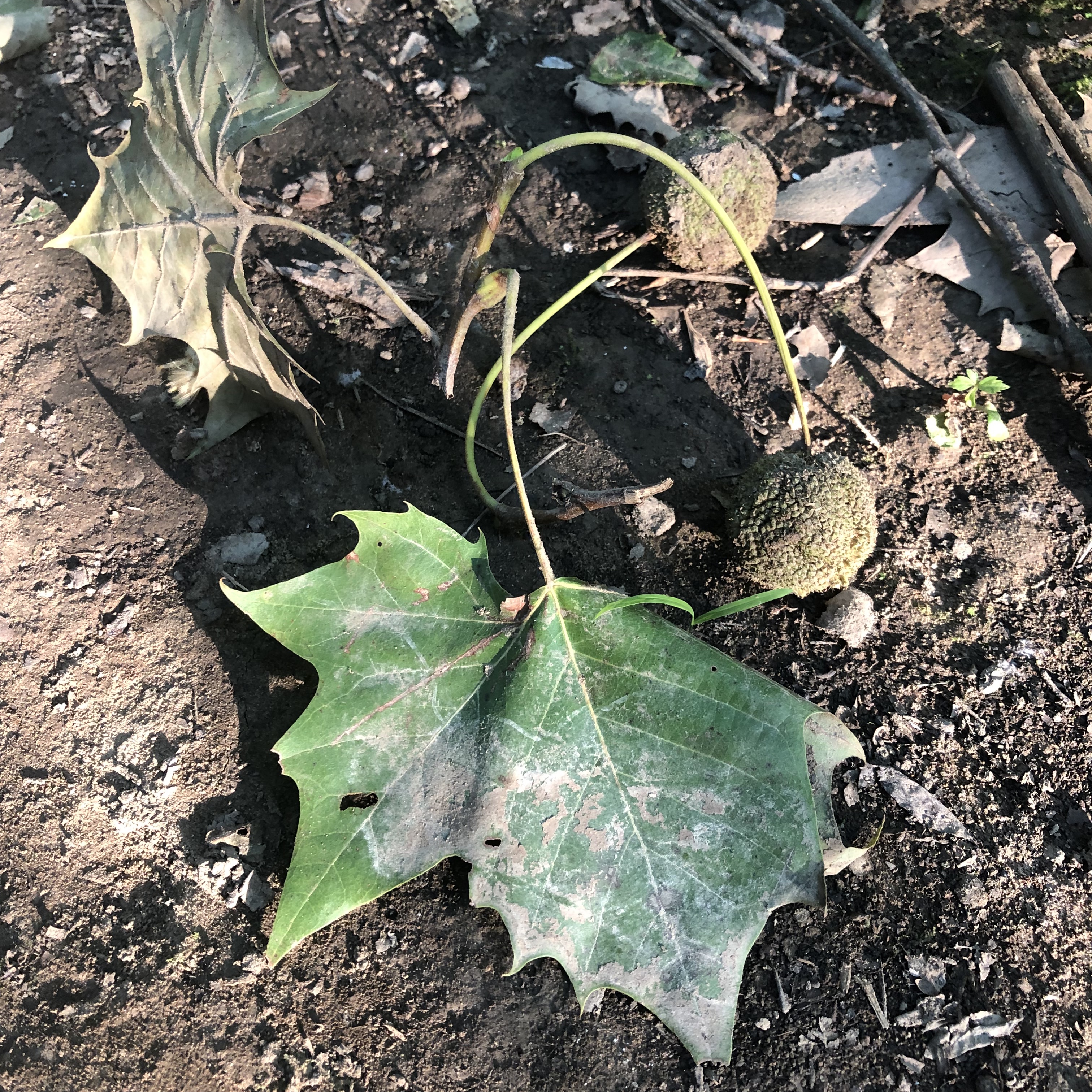  Sycamore Platanus occidentalis Types of Trees