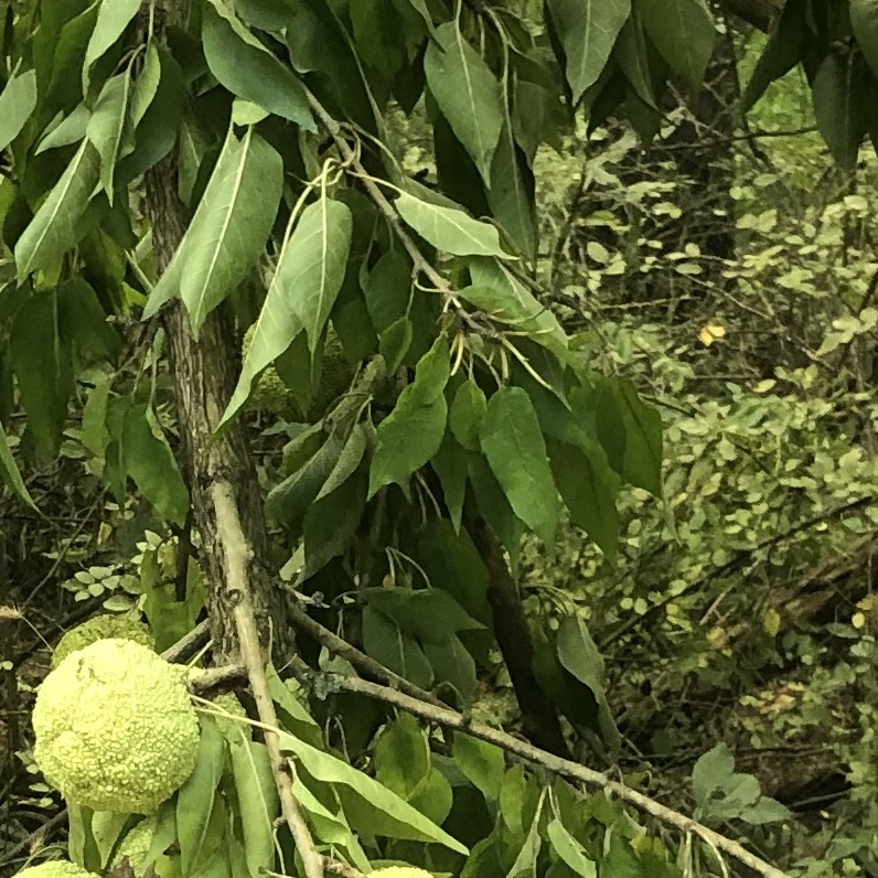 Osage Orange maclurapomifera Types of Trees