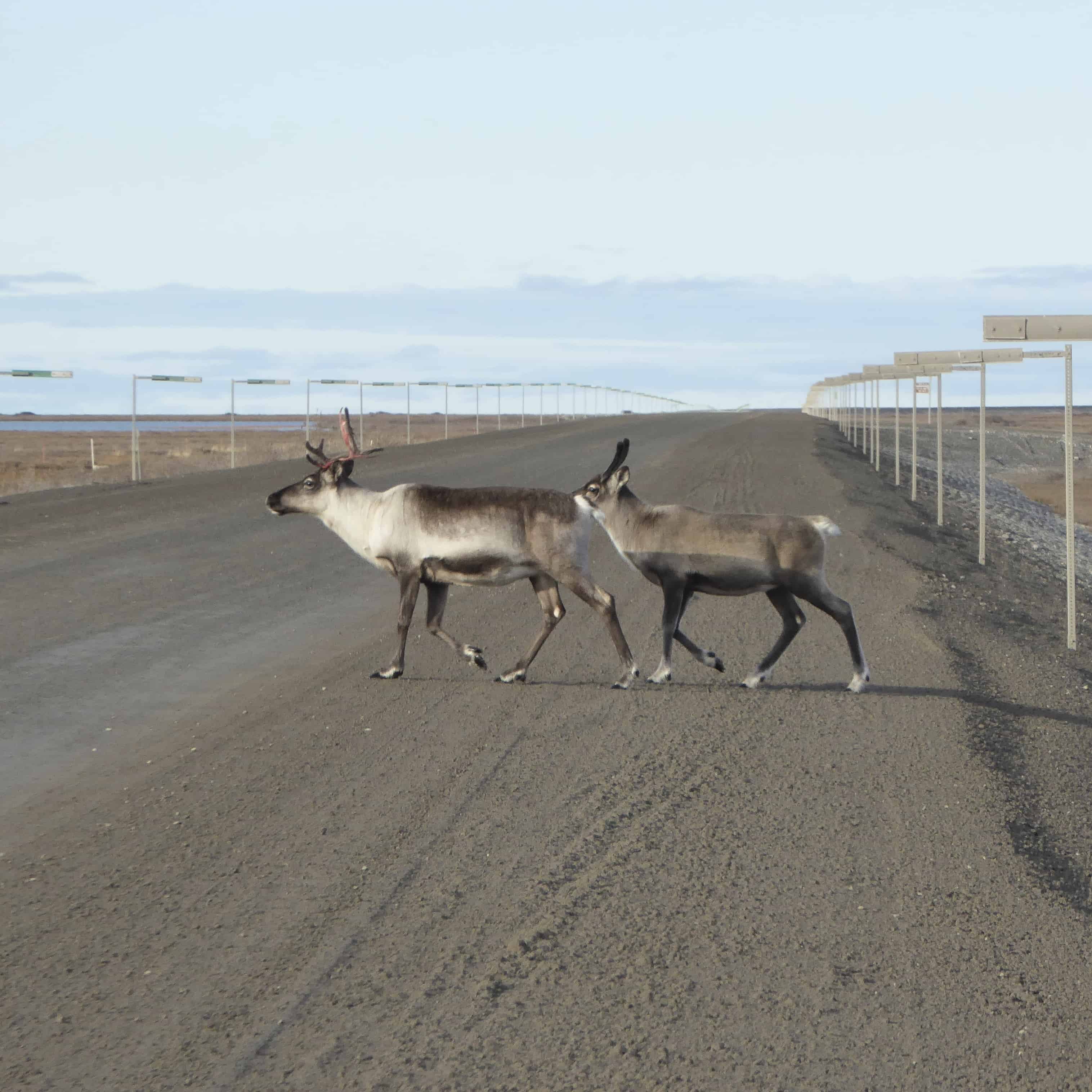 caribou rangifer tarandus Alaska Wilderness wildlife
