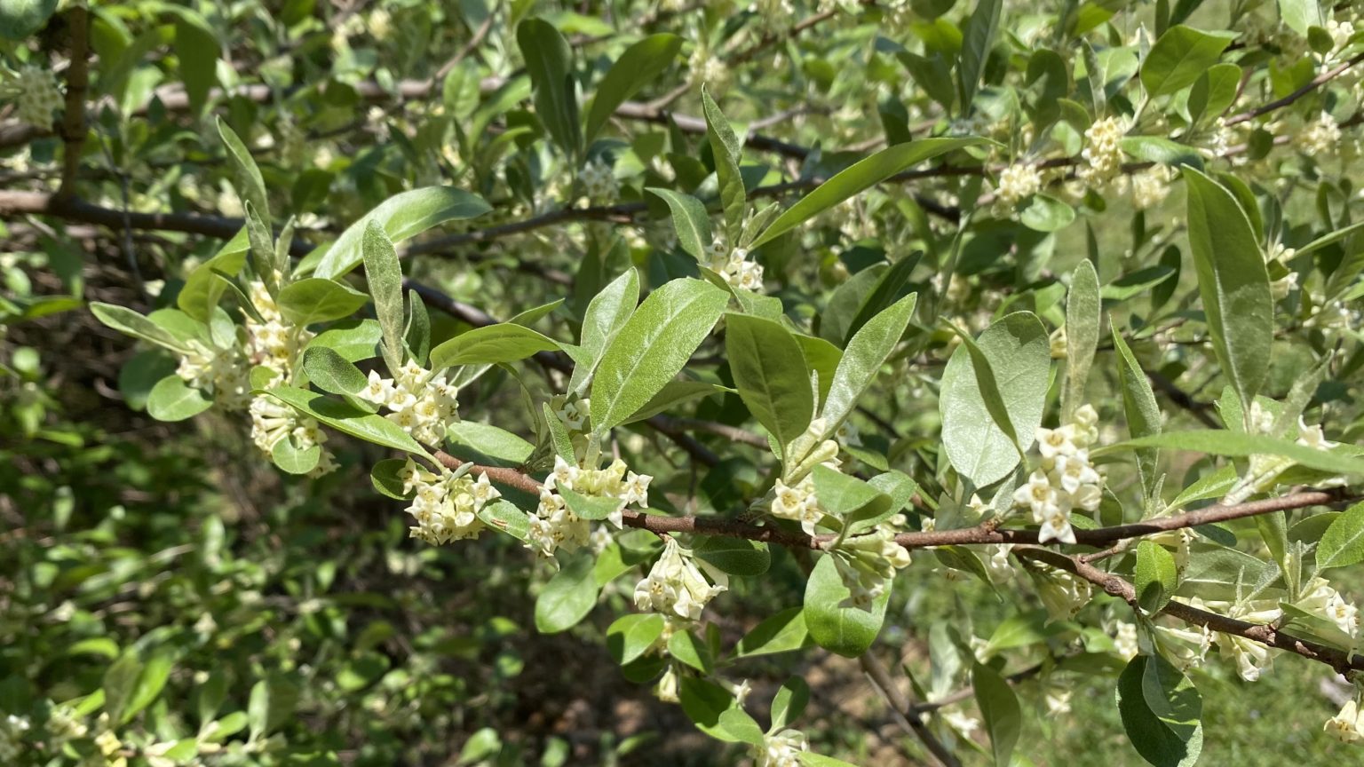 Autumn Olive Invasive Species Vic's Tree Service Types of Trees.