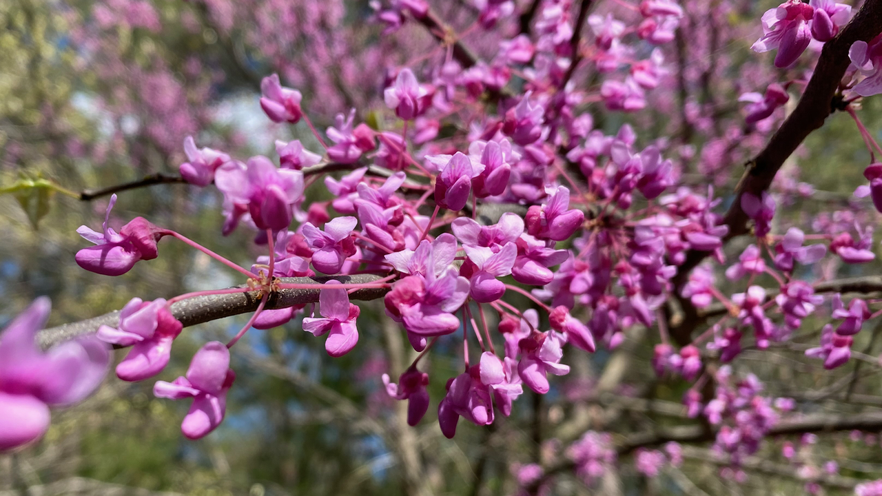 Eastern Redbud Amazing Magenta Flowers Vic's Tree Service