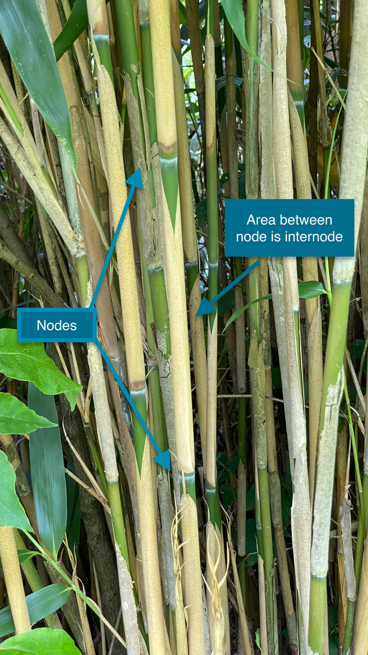 Bamboo Another Invasive Species Vic's Tree Service