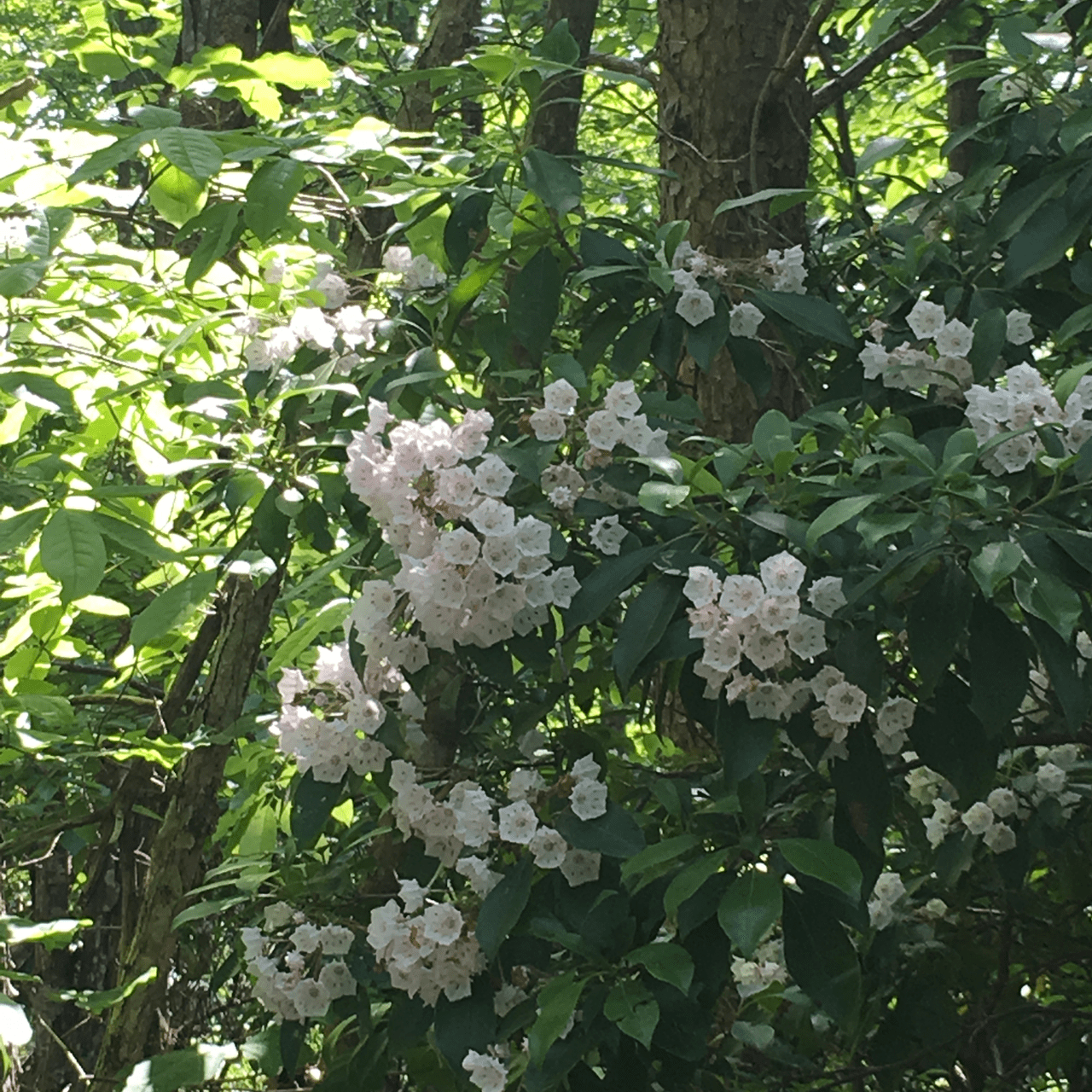 Mountain Laurel Toxic Native Plant Vic's Tree Service
