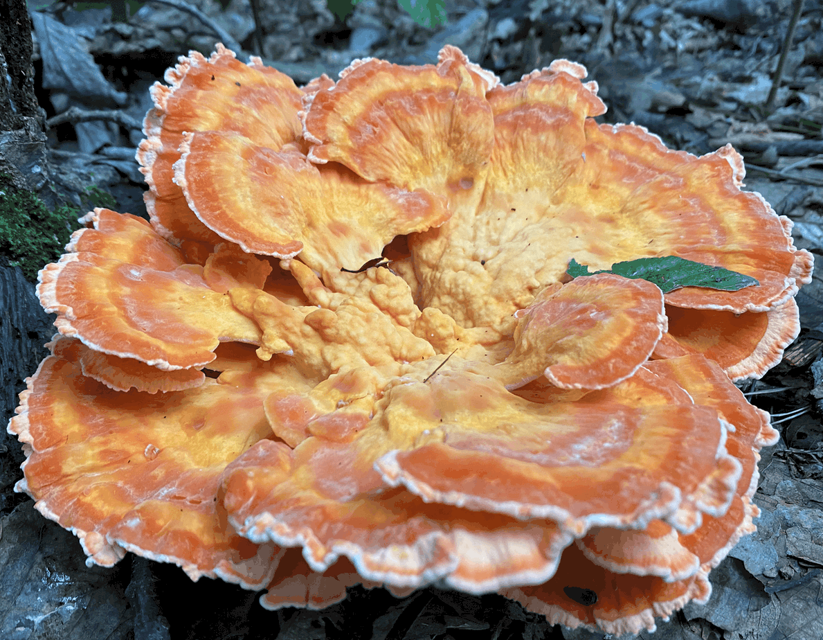 Chicken of the woods Laetiporus cincinnatus Vic's Tree Service