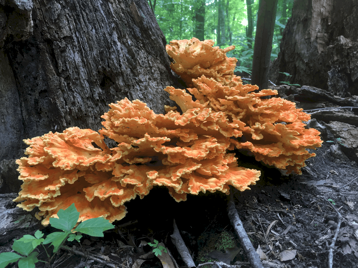 Chicken of the woods Laetiporus cincinnatus Vic's Tree Service
