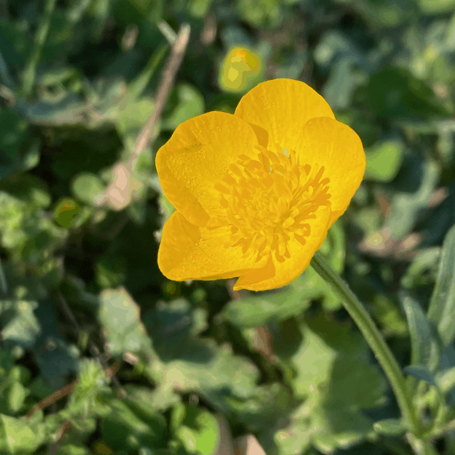 Buttercups Ranunculus bulbosus Vic's Tree Service