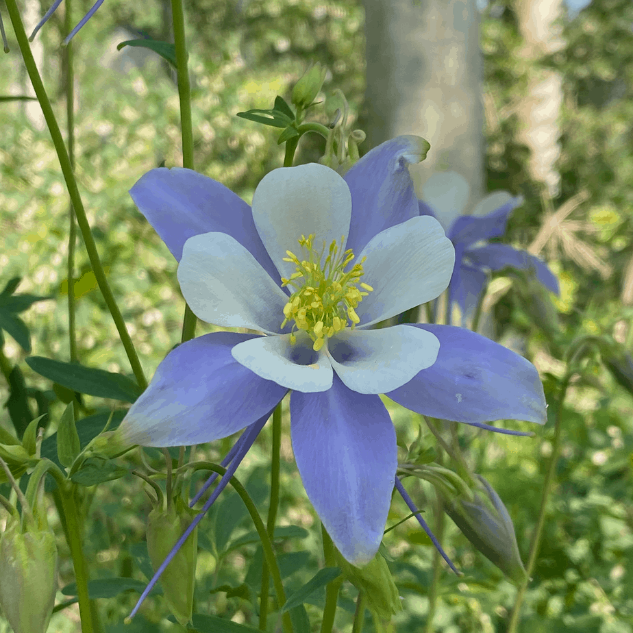 Rocky Mountain Columbine Colorado State Flower Vic's Tree Service