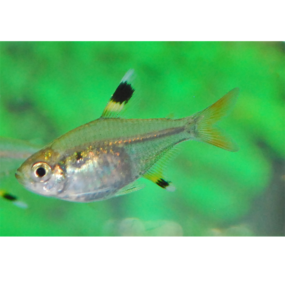 XRay Fish Victor Aquatics
