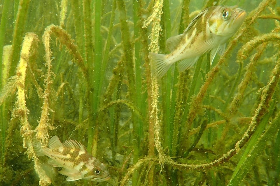 Human disturbance reduces diversity among seagrass fish communities