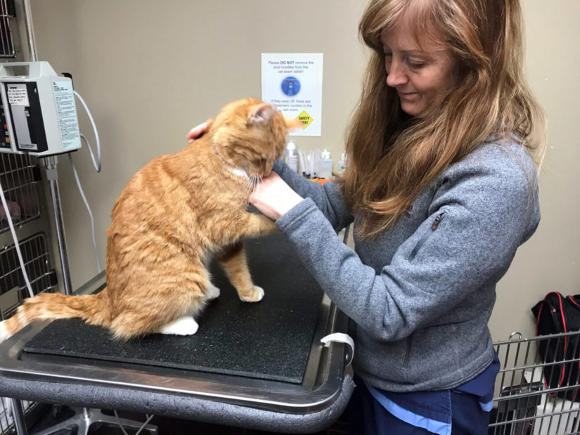 This Vancouver Island cat needs help with medical bills after being