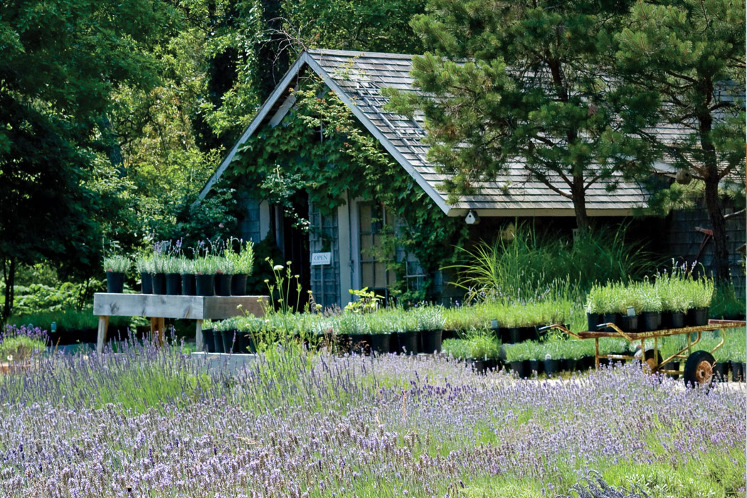 Purple Reign Cape Cod Lavender Farm