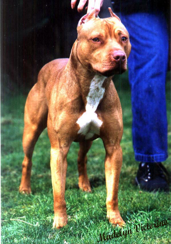 Picking out a wellbred specimen of the breed? Pit Bull