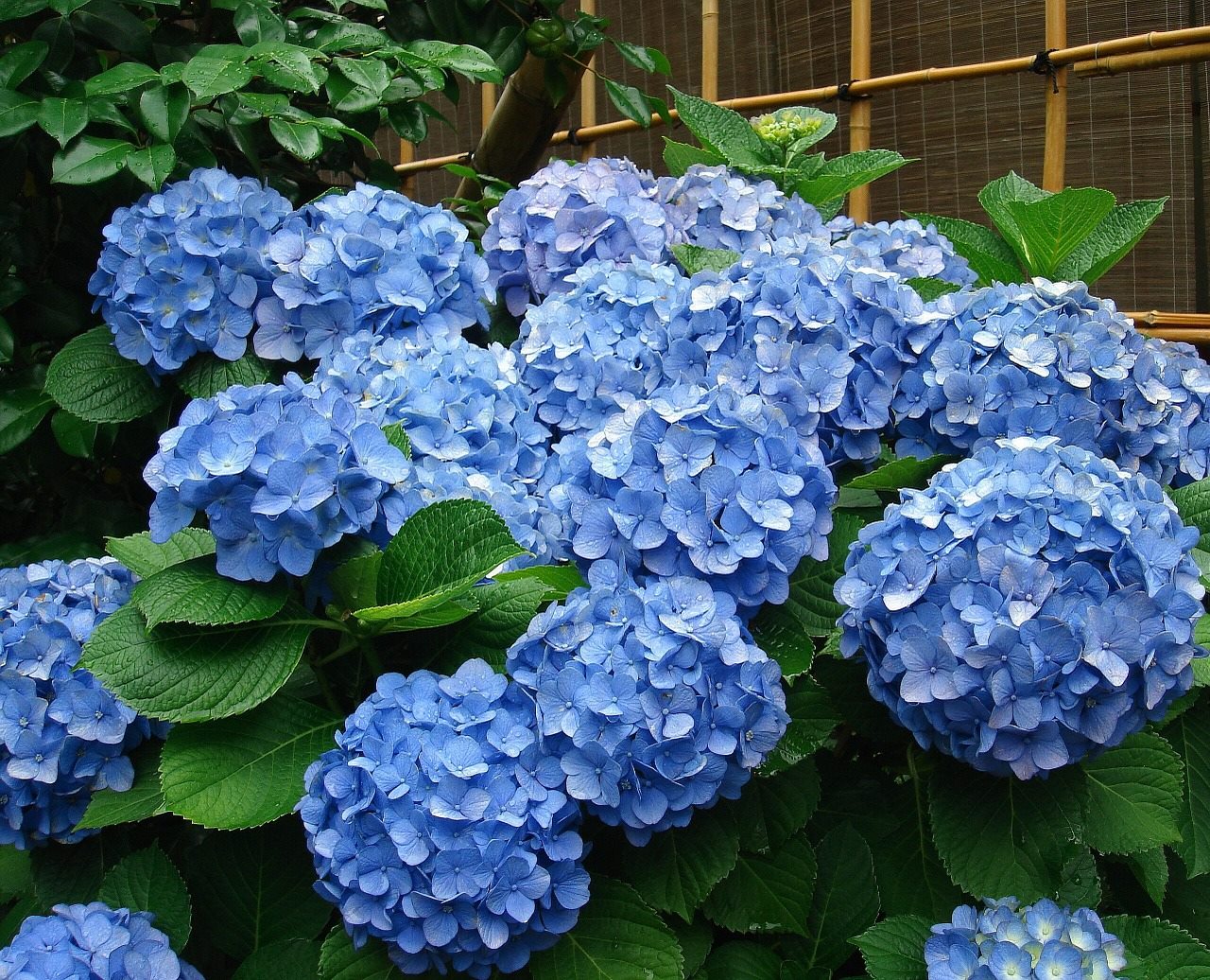 Sobre las plantas acidófilas como Gardenia, Hortensia