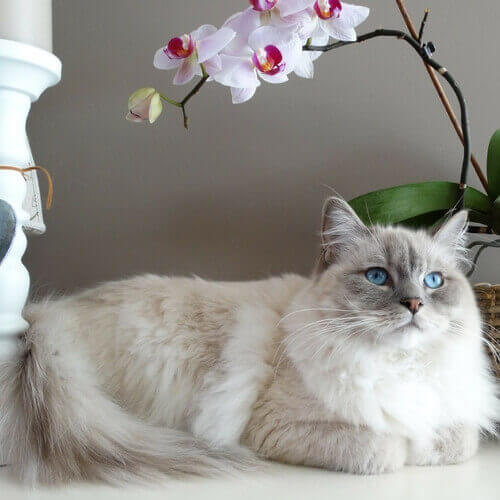 Ragdoll Cat Breeds VIDA Veterinary Care