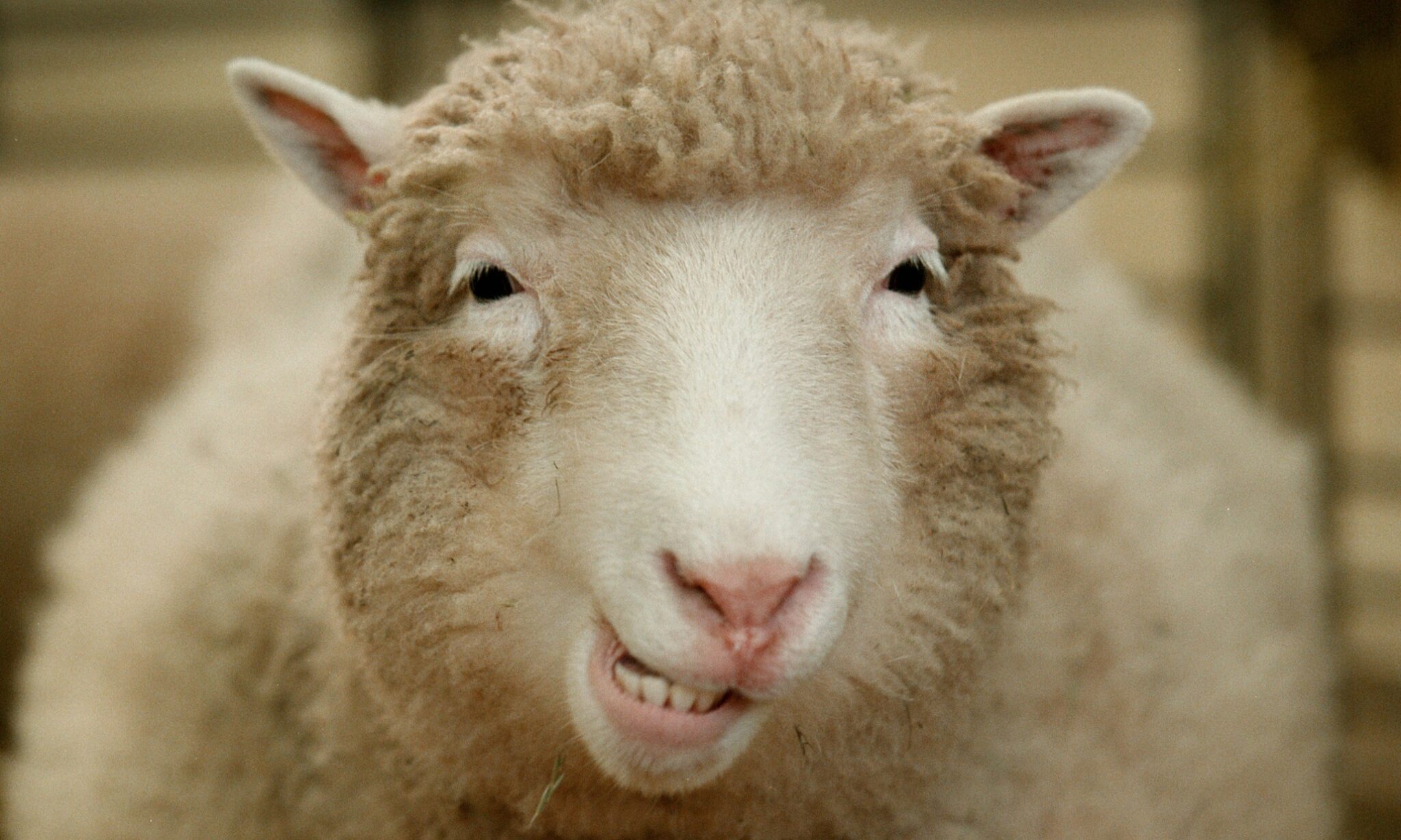 Dolly The Sheep That Changed the World VideoNeat