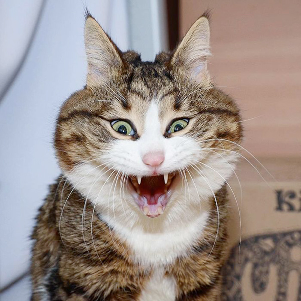 10 photos trop drôles de Rexie, l’un des chats handicapés