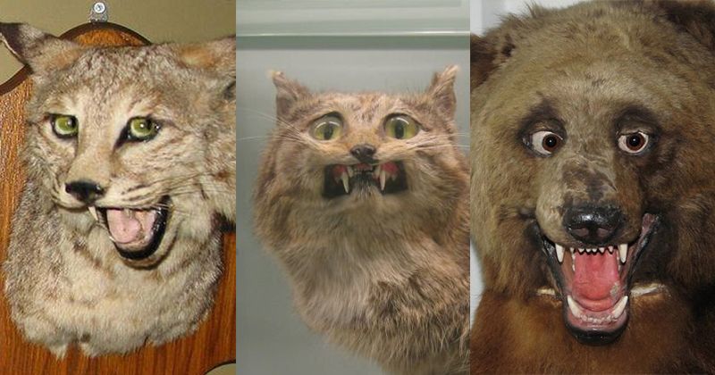 32 Animaux Empailles Completement Foires Qui Ne Ressemblent Plus A