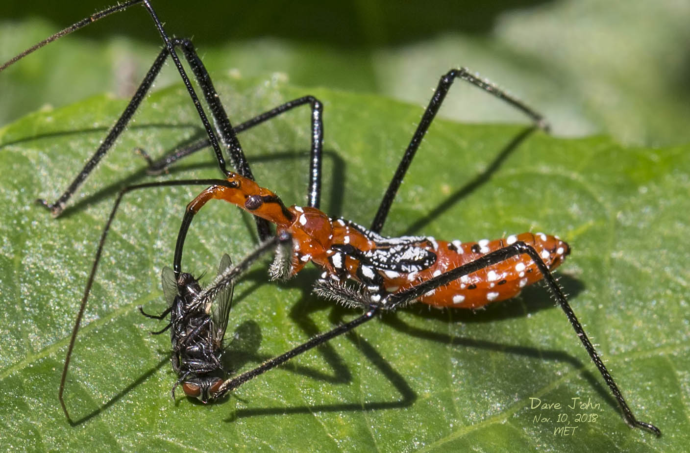 BeesBugsSpiders