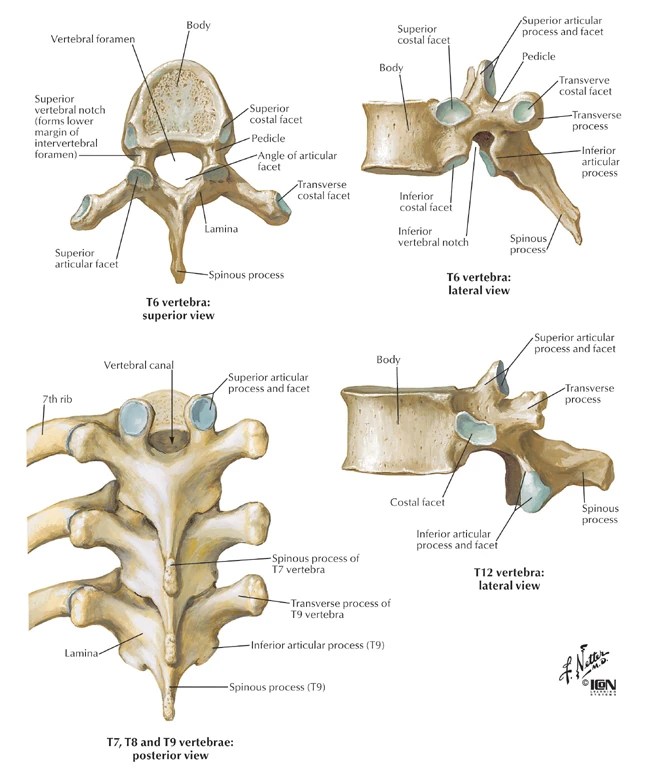 Spine & BackBonesThoracic vertebrae RANZCRPart1 Wiki