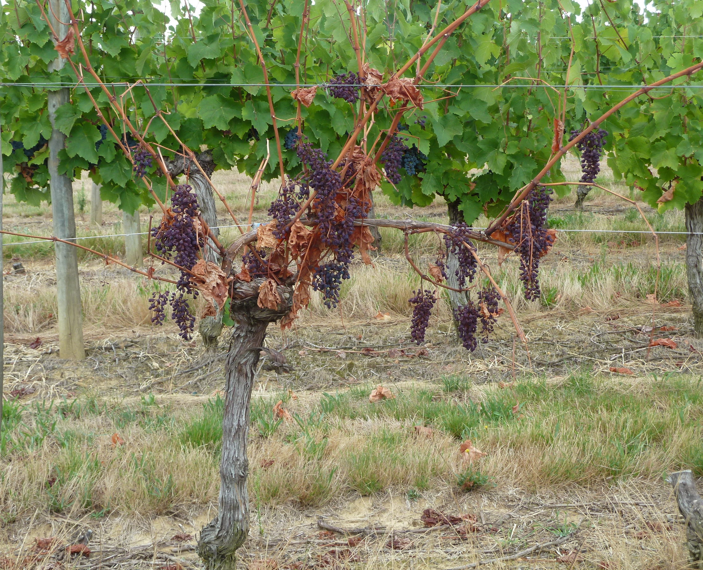 Les maladies du bois le BDA IFV Occitanie Les maladies du bois le BDA IFV Occitanie