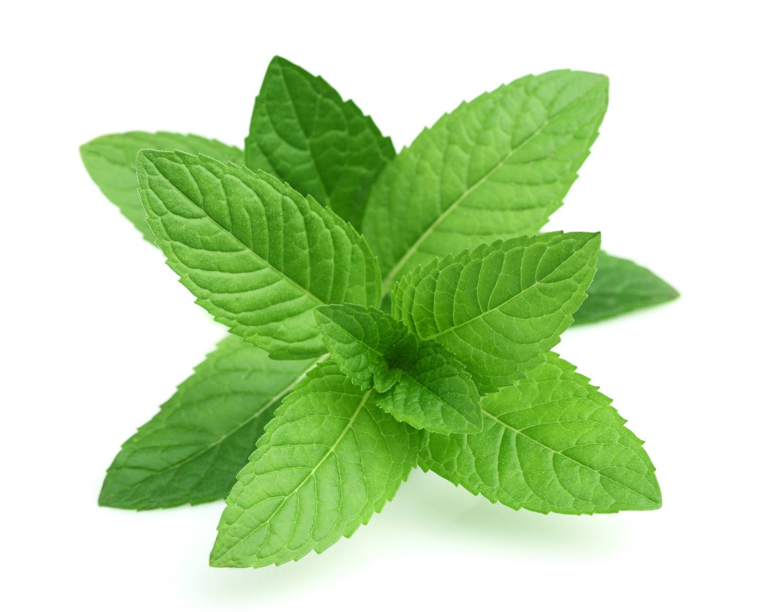 Peppermint Oil Piperita Indian Vigon