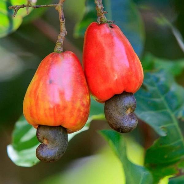 Where do cashews come from? A brief history of cashew nuts