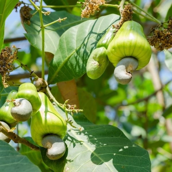 Where do cashews grow in Vietnam? The largest cashew growing area.