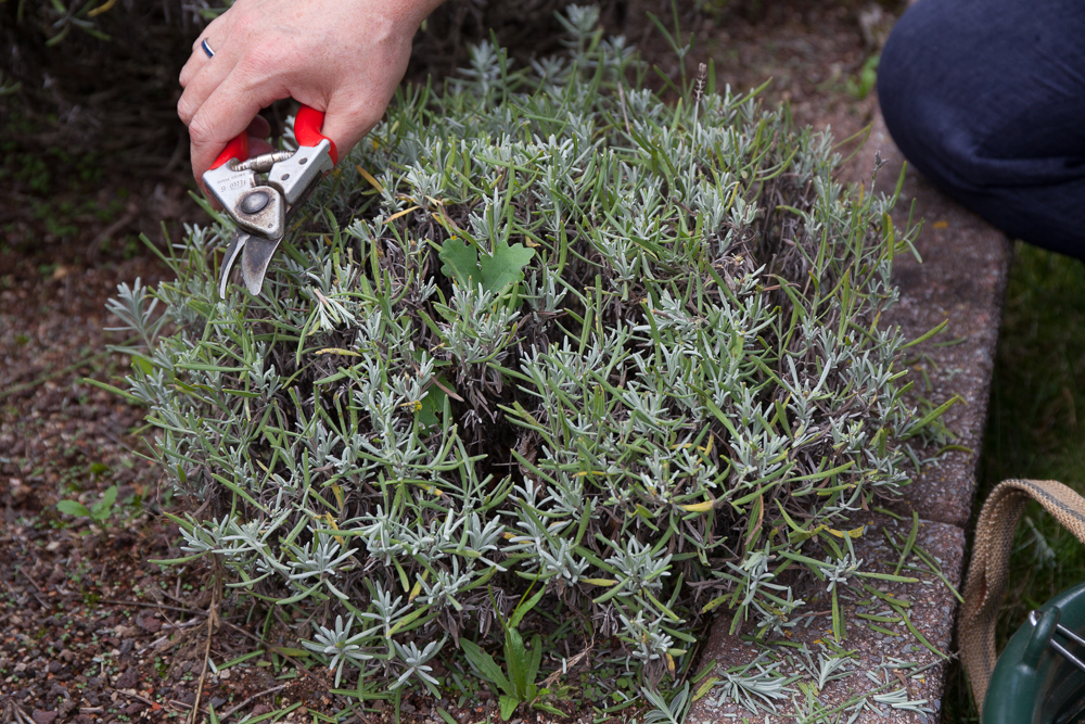 Lavendel Schneiden - Tipps Zum Rückschnitt Von Lavendel - Villa Belveder