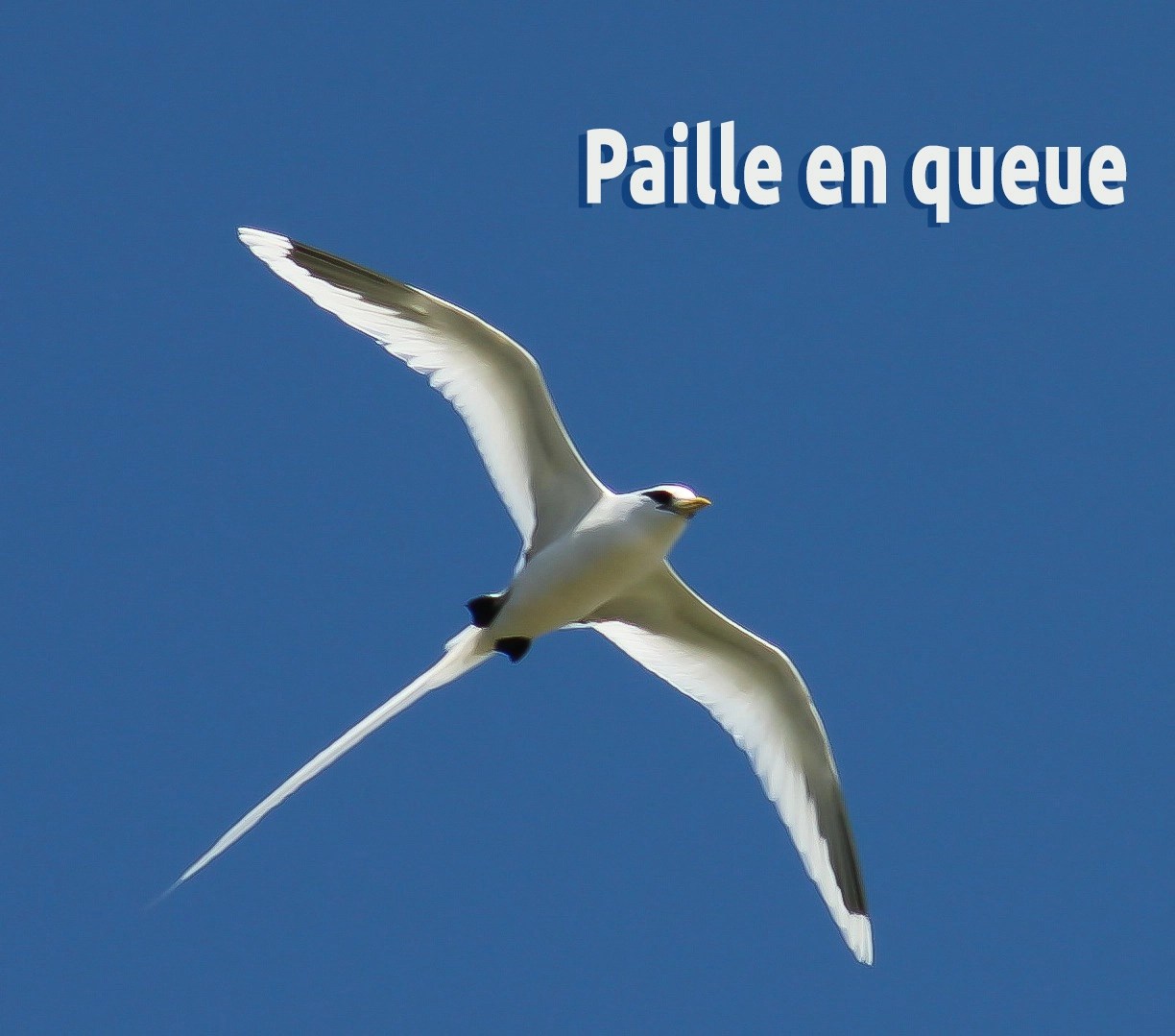 Bungalow PAILLEENQUEUE Villa Manaaki