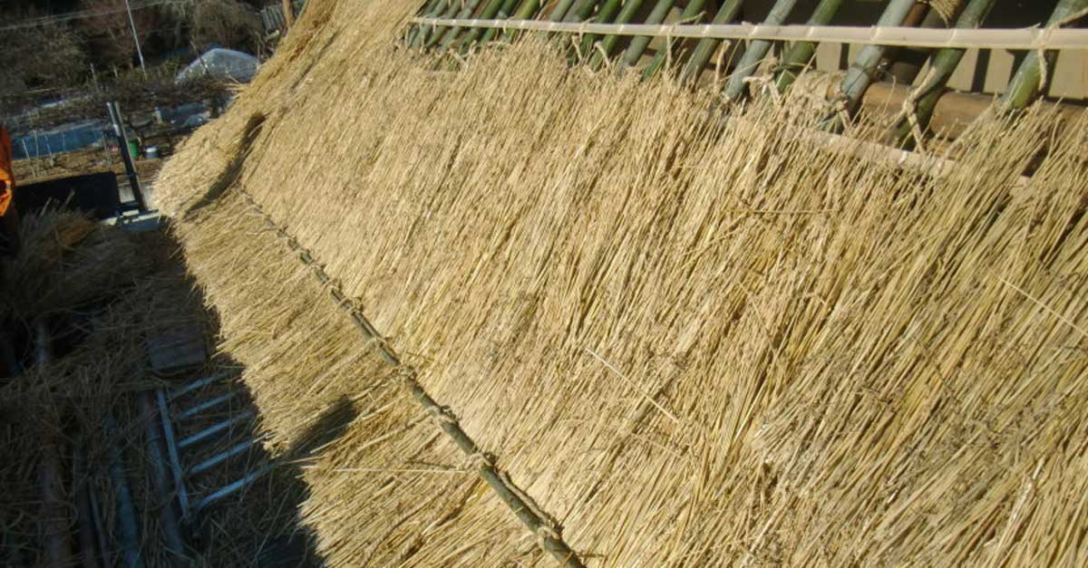 Thatching Reed Water Reed Thatch Village & Cottage