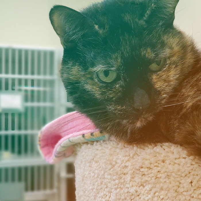 Home Village Oak Veterinary Hospital