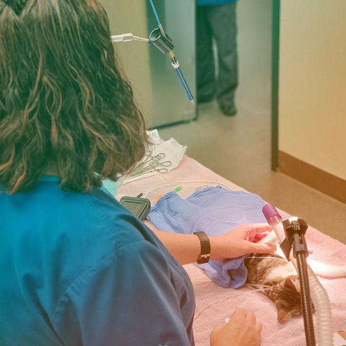 Home Village Oak Veterinary Hospital