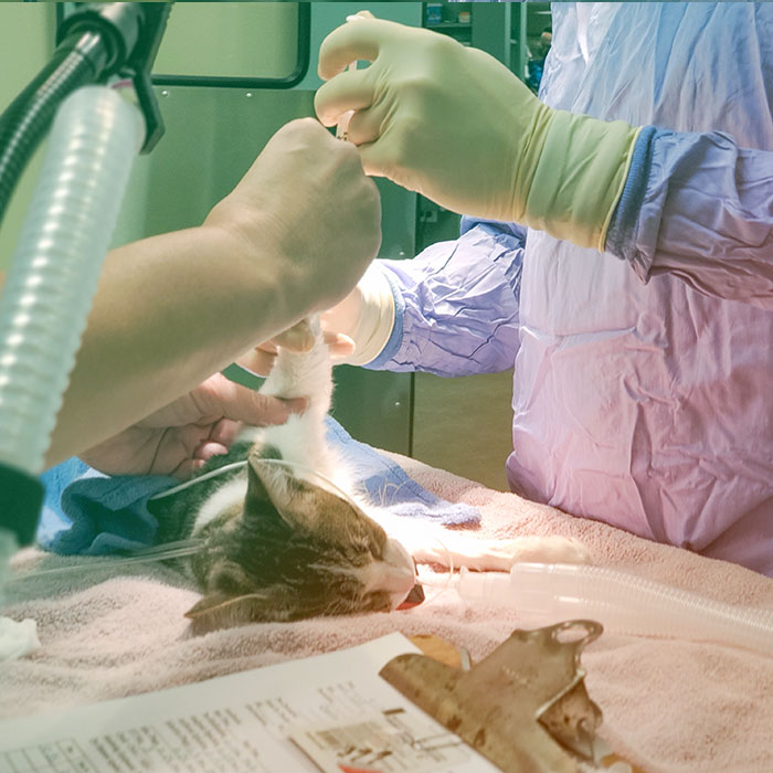 Home Village Oak Veterinary Hospital