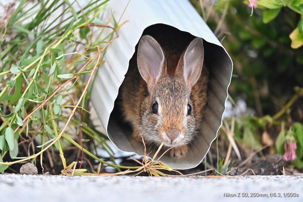Baby Rabbit Hiding In Downspout