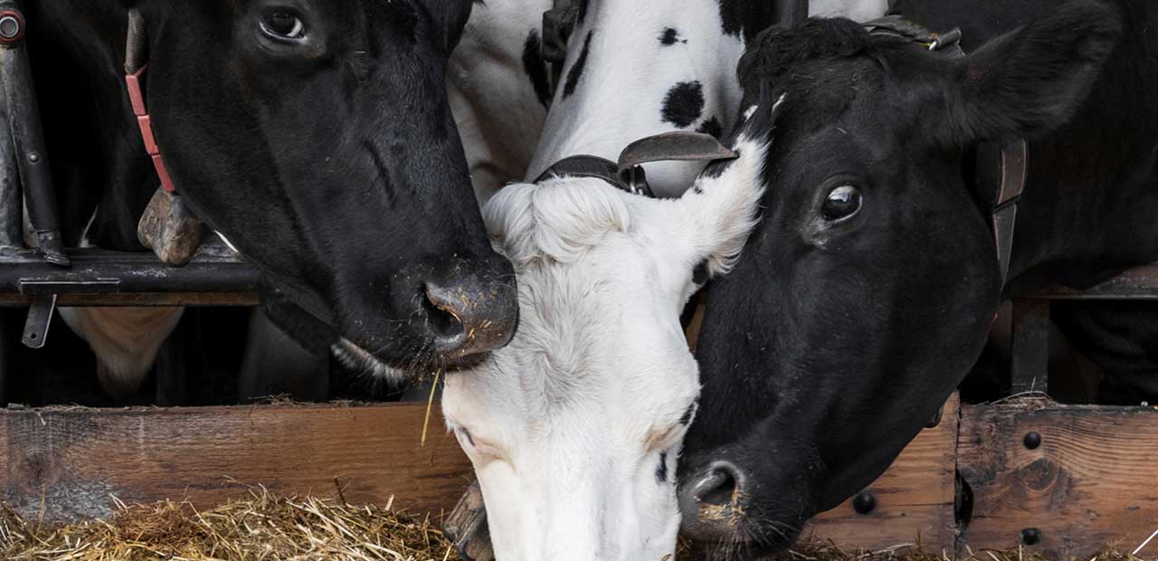 All drycow strategies need followup Vilofoss International