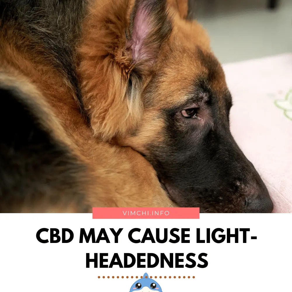 How Does CBD Help Dogs?