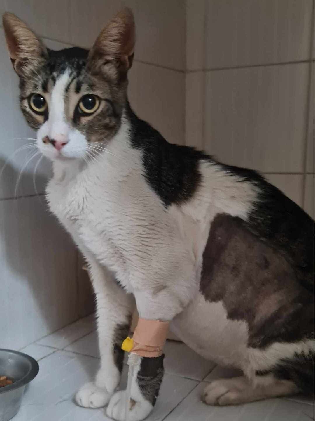 Novel coronavirus strain in FIPinfected cats defies pattern News VIN