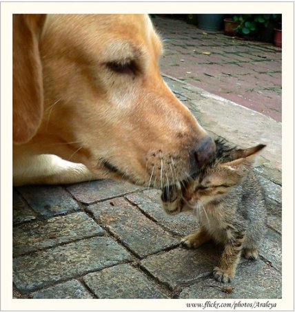chien et chat