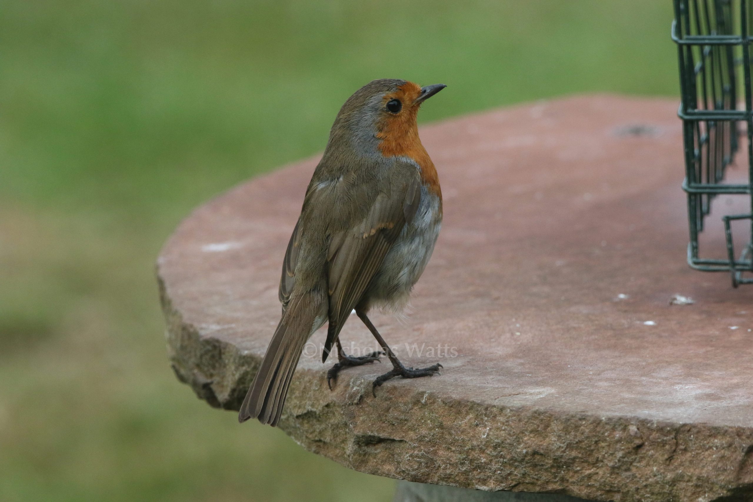 Robin Bird Factfile Vine House Farm